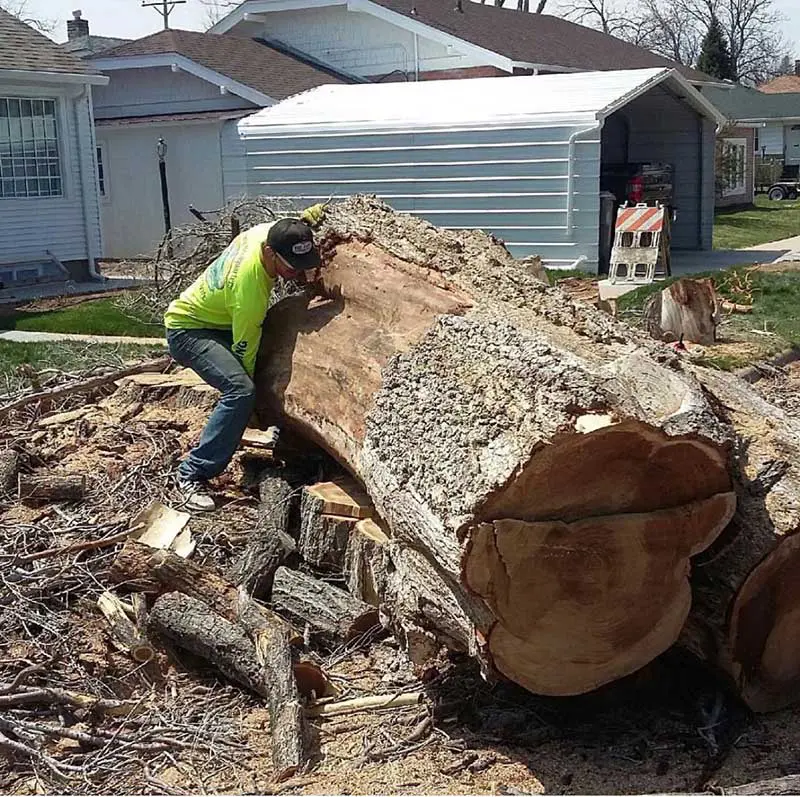 Large tree trunk removed by Pilch's Tree Service