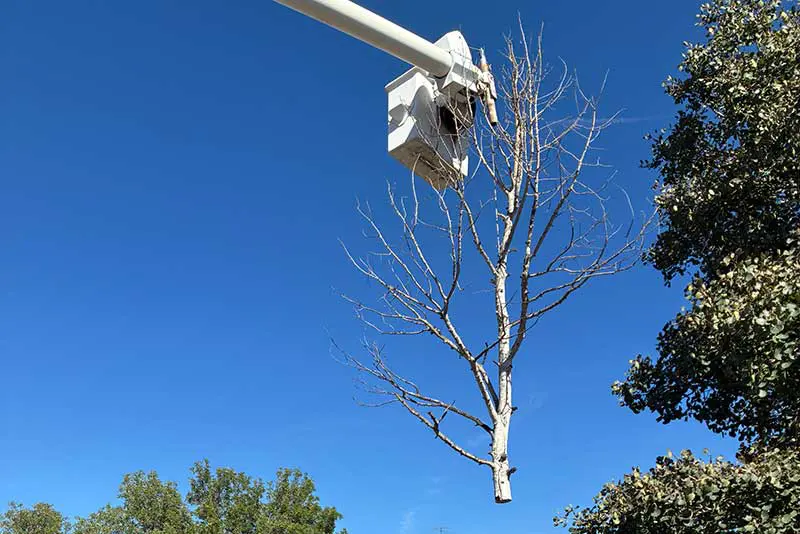 Boom lift tree work in Cheyenne